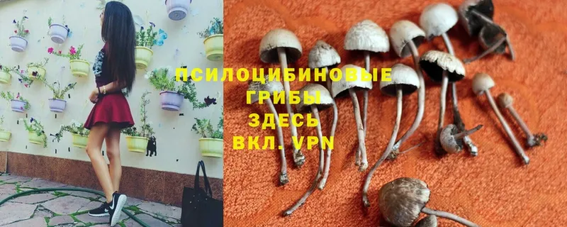 Галлюциногенные грибы Cubensis  omg маркетплейс  Петухово  цена  